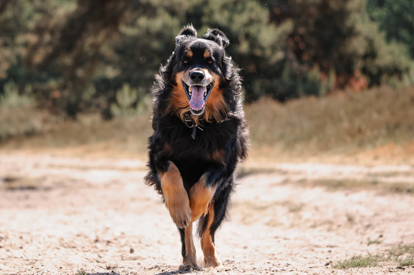 Baloe – hondenfotografie op locatie in Heerlen, Limburg