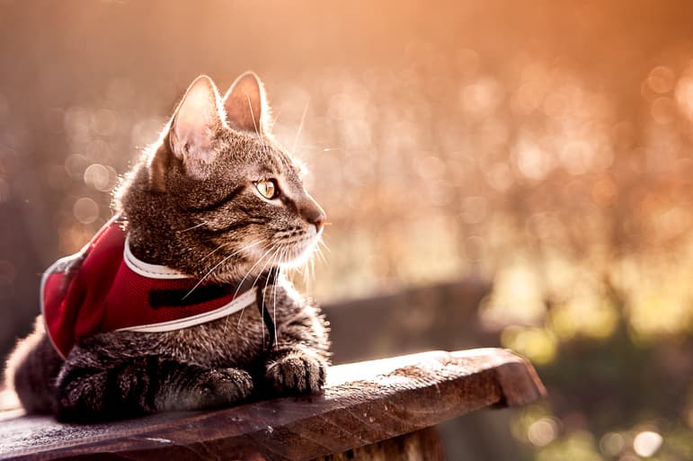 Snoopy – dierenfotografie voor huisdieren met natuurlijk licht
